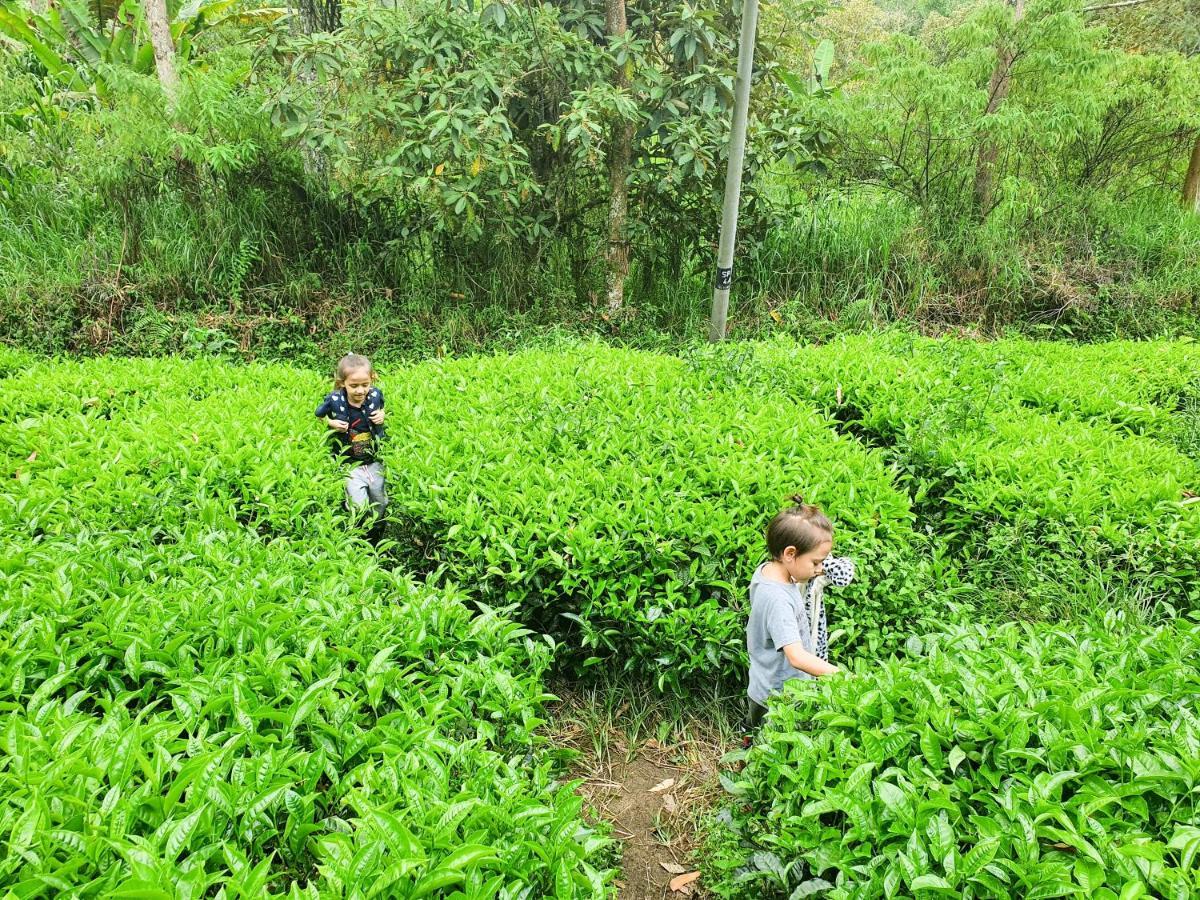 Mossy Forest Family Retreat, Kea Farm Brinchang公寓 外观 照片